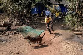 ✓ free for commercial use ✓ high quality images. Rabies Kills Tens Of Thousands Yearly Vaccinating Dogs Could Stop It The New York Times