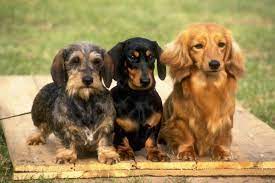 Dachshund puppies for sale in san diego at puppy lovers. Dachshund Puppies For Sale From Reputable Dog Breeders