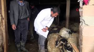 Kurtlar Agila Girdi 79 Koyunu Telef Etti Dailymotion Video