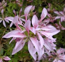 This Azalea Is Named Koromo Shikibu Also A Plant From Japan Plants Azaleas Flower Garden