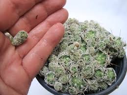 Most cacti species can be propagated from seeds. Miniature Plant Propagation Techniques The Wonder Of Miniature Worlds