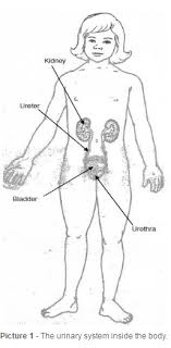In order to make it easier to learn, let's divide the topic into the torso, extremities, and internal parts. Body System Urinary Female