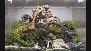 Bonsai Driftwood Aquarium Aquarium Driftwood Aquarium Aquascape