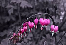 I love the beauty of these flowers and just looking at them makes me happy. Nice Flowers Free Stock Photo Public Domain Pictures