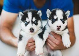 Bichon maltez bichon maltez toy de vanzare masculi si femele Husky De Vanzare Cluj Napoca