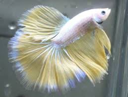 The seme is a dragon that watches over the uke and loves him dearly. Live Tropical Fish Yellow Dragon Halfmoon Betta E14 Halfmoon Betta Betta Tropical Fish