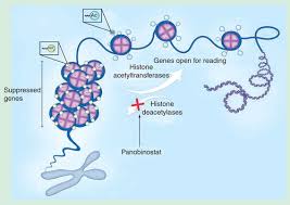 Image result for Panobinostat