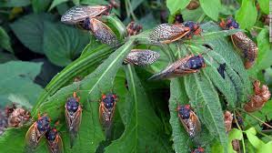 So if we want to be able to consider these to be indicators of forest health, we've got to do the legwork to figure out what. Brood X Cicadas Are Coming In The Billions This Spring 2021 Cnn