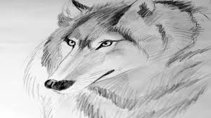 In this class we will draw a wolf. Pencil Drawings Sk H Easy Wolf Drawing Novocom Top