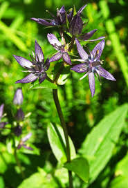 Image result for Swertia