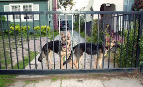 Is a stranger opening my gate and letting my dog out? Dog Yard Fence Www Macj Com Br