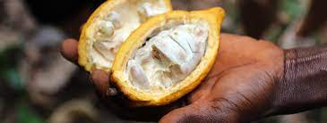 Mars und uc davis eröffneten gemeinsam einen hub zur innovativen erforschung der kakaopflanze. Fairtrade Tour Teil 1 Kakao Elfenbeinkuste Fairtrade Deutschland