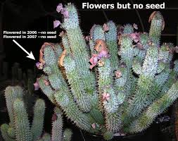 Will cross pollinated with parthenocarpic cucumber varieties. Hoodia Myths About The Miracle Diet Cactus Scam
