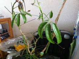観葉植物が完全に枯れてしまいそうです いつも世話になっておりま ガーデニング 家庭菜園 教えて Goo