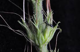 Image result for Ruspolia seticalyx