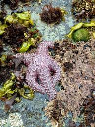 Tidepools At Pismo Beach Ca Tide Pools Pismo Beach California Camping