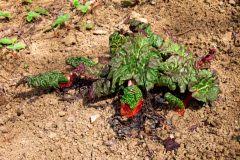 Die stangen zählen zum #gemüse, werden aber meist wie obst zubereitet. Rhabarberzeit Wann Ist Es So Weit