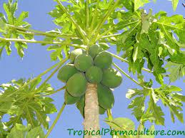 Check spelling or type a new query. How To Grow Papaya Growing Papaya From Seeds