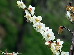 The website collected by this website comes from the. æ¢…èŠ± æ¡ƒåœ'å¤§æºª çŸ³é–€æ°´åº« æ¢…èŠ±åˆé–‹ æ„›ä¼¯ç‰¹åƒå–çŽ©æ¨‚å…¨è¨˜éŒ„