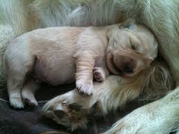 Maybe you would like to learn more about one of these? Golden Retriver Puppies In Maine