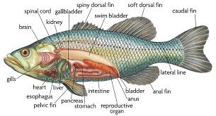 Bony Fish Anatomy Gif 1000 542 Fish Anatomy Anatomy Fish