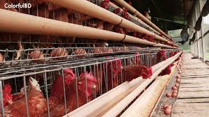 Learn all about it 2020 in record time. Daily 4000 Egg Production Amazing Floating Pond Layer Poultry Farm Youtube