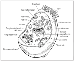 Cell worksheets focusing on commonalities. How To Figure Out The Structures Of Animal Cells Dummies