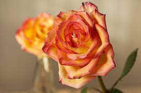 Does dipping flowers in wax work. How To Preserve Flowers With Wax Wax Roses Petal Talk