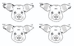 Nmsu Identify Pigs By Ear Notching The advantage of transparent image is that it can be used efficiently. nmsu identify pigs by ear notching