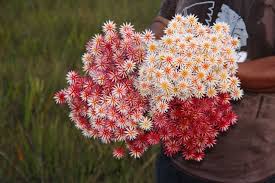 Image result for Schoenoxiphium