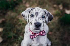 Is based in dayton, ohio and we work with other groups & shelters in ohio, kentucky, and indiana. Puppy Love Tucker The Great Dane Daily Dog Tag