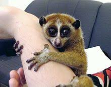 An animal from the game zoocraft. Slow Loris Wikipedia
