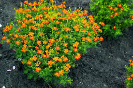 Die studentenblume kann problemlos durch eine aussaat vermehrt werden. Tagetes Saen Standort Pflege Plantura