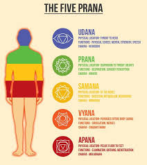 We did not find results for: The Pranamaya Kosha Five Prana Vayus Prana Yoga Philosophy Pranayama Benefits