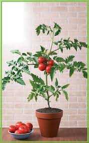 Havuç düzenli su isteyen bir bitkidir. Balkonda Sebze Yetistirmek Icin Bilinmesi Gerekenler Evim