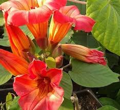 Image result for Stictocardia