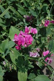 Maybe you would like to learn more about one of these? Perennial Sweet Pea Lathyrus Latifolius In Burlington Waterdown Dundas Ontario Ontario On At Connon Nurseries