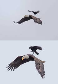 Maybe you would like to learn more about one of these? Foto Gagak Di Atas Punggung Burung Elang Menjadi Viral Di Internet Saveseva Fotografi