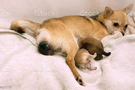 Dog Giving Birth Stock Photo Download Image Now Istock
