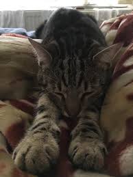 Tc Engin Korkmaz Adli Kullanicinin Kedi Poncik In Yaramazliklari Panosundaki Pin Kedi