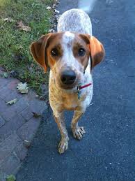 With modern bathroom decor, your imagination — and your budget — are the only limits. Pin On Red Tick Coonhound