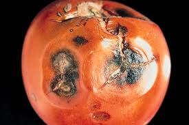 Image result for Colletoecema