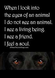 Inspirational And Motivational Quotes 23 Amazing Quotes For Dog And Animal Lovers Petloverquotes Dogquotes Doglove Soloquotes Your Daily Dose Of Motivation Positivity Quotes And Sayings