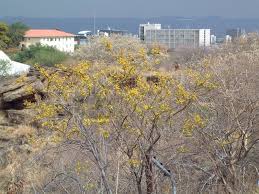 Image result for Elephantorrhiza suffruticosa