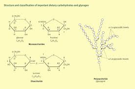 150 grams glycogen is stored in liver and 150 grams is stored in muscles. Carbohydrate Metabolism Surgery Oxford International Edition
