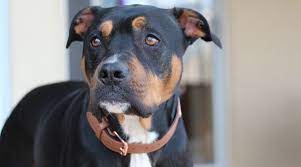 These are pit the pittweiler, a mixed dog of two very proud and confident dog breeds, has a proud and confident appearance. Rottweiler Pitbull Mix Pitweiler Breed Information Pictures