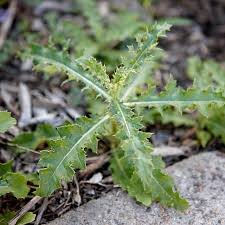 Check spelling or type a new query. Weed Identification Guide Better Homes Gardens