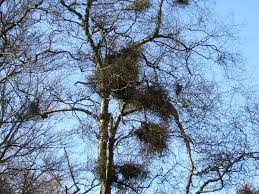Un animal que hace 'gnef '. Witch S Broom Wikipedia