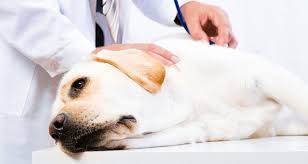 The following are reasons that can lead you to decide on euthanizing. How To Euthanize A Dog At Home With Medication Homelooker