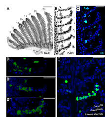 A short video showing the cells of plants and how they may look under the microscope. Stem Cell Topography Splits Growth And Homeostatic Functions In The Fish Gill Elife
